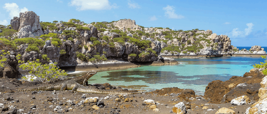 découvrez komodo, une île surprenante en indonésie, célèbre pour ses dragons impressionnants, paysages uniques et aventures inoubliables.